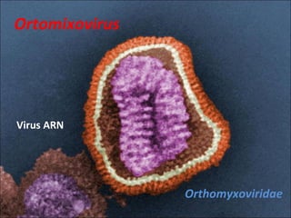 Ortomixovirus Orthomyxoviridae Virus ARN 