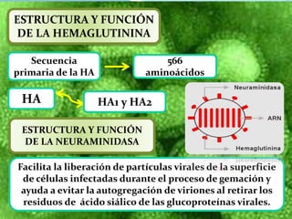 ESTRUCTURA Y FUNCIÓN
DE LA HEMAGLUTININA
Secuencia
primaria de la HA
566
aminoácidos
HA HA1 y HA2
ESTRUCTURA Y FUNCIÓN
DE LA NEURAMINIDASA
Facilita la liberación de partículas virales de la superficie
de células infectadas durante el proceso de gemación y
ayuda a evitar la autogregación de viriones al retirar los
residuos de ácido siálico de las glucoproteínas virales.
 