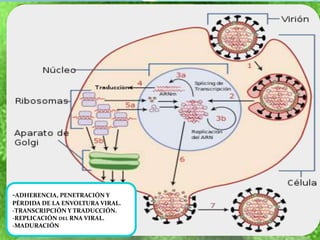 DERIVA ANTIGÉNICA Y VARIACIÓN
ANTIGÉNICA
REPLICACIÓN DEL VIRUS DE LA
INFLUENZA
Los dos antígenos de superficie de la
influenza experimentan variación
antigénica entre sí.
-Los cambios antigénicos menores se
denominan DERIVA ANTIGÉNICA.
-Los cambios antigénicos mayores se
denominan
VARIACIÓN ANTIGÉNICA.
-ADHERENCIA, PENETRACIÓN Y
PÉRDIDA DE LA ENVOLTURA VIRAL.
-TRANSCRIPCIÓN Y TRADUCCIÓN.
-REPLICACIÓN DEL RNA VIRAL.
-MADURACIÓN
 