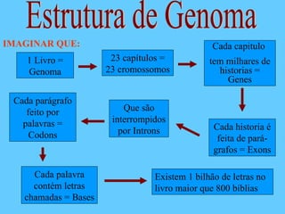 Estrutura de Genoma IMAGINAR QUE: 1 Livro = Genoma 23 capítulos = 23 cromossomos Cada capitulo  tem milhares de historias = Genes Cada historia é feita de pará-grafos = Exons Que são interrompidos por Introns Cada parágrafo feito por palavras = Codons Cada palavra contém letras chamadas = Bases Existem 1 bilhão de letras no livro maior que 800 bíblias 