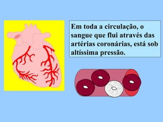 Em toda a circulação, o sangue que flui através das artérias coronárias, está sob altíssima pressão. 