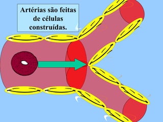 Artérias são feitas de células construídas. 