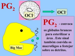 PG 2 Big Mac PG 2  - convoca os glóbulos brancos para esterilizar a área . Este sinal também convida os macrofágos a festejar sobre os detritos.  OCl - OCl - 
