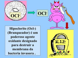 Hipoclorito (Ocl-) (Branqueador) é um poderoso agente oxidante designado para destruir a membrana da bacteria invasora .  OCl - OCl - 