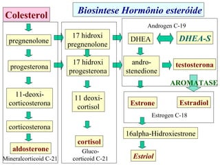 Colesterol pregnenolone progesterona 11-deoxi- corticosterona aldosterone corticosterona cortisol 17 hidroxi pregnenolone 17 hidroxi progesterona 11 deoxi- cortisol testosterona DHEA-S DHEA andro- stenedione Estrone Estradiol AROMATASE Mineralcorticoid C-21 Gluco- corticoid C-21 Androgen C-19 Estrogen C-18 Biosintese Hormônio esteróide 16alpha-Hidroxiestrone Estriol 