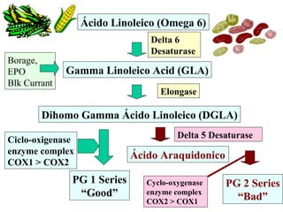 Gamma Linoleico Acid (GLA) Dihomo Gamma Ácido Linoleico (DGLA) Ácido   Araquidonico Ácido Linoleico (Omega 6) Delta 6  Desaturase Borage, EPO Blk Currant Delta 5 Desaturase PG 1 Series “ Good” Ciclo-oxigenase  enzyme complex COX1 > COX2 PG 2 Series “ Bad” Cyclo-oxygenase  enzyme complex COX2 > COX1 Elongase 