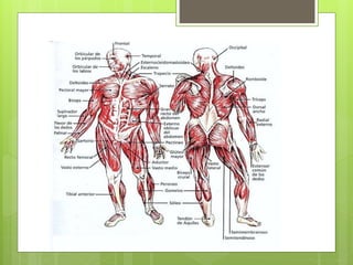 conformación ósea y posiciones