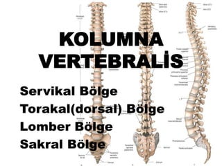 KOLUMNA
VERTEBRALİS
Servikal Bölge
Torakal(dorsal) Bölge
Lomber Bölge
Sakral Bölge
 