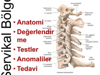 ervikalBölg
• Anatomi
• Değerlendir
me
• Testler
• Anomaliler
• Tedavi
 