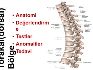 Torakal(dorsal)
Bölge• Anatomi
• Değerlendirm
e
• Testler
• Anomaliler
• Tedavi
 