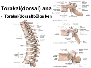 Torakal(dorsal) anatomi:
• Torakal(dorsal)bölge kemikleri:
 
