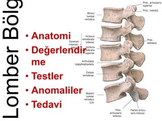 LomberBöl
• Anatomi
• Değerlendir
me
• Testler
• Anomaliler
• Tedavi
 