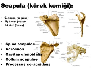 Scapula (kürek kemiği):
• Üç köşesi (angulus)
• Üç kenarı (margo)
• İki yüzü (facies)
• Spina scapulae
• Acromion
• Cavitas glenoidalis
• Collum scapulae
• Processus coracoideus
 