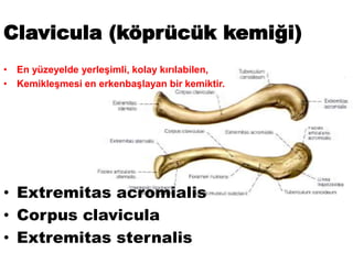 Clavicula (köprücük kemiği)
• En yüzeyelde yerleşimli, kolay kırılabilen,
• Kemikleşmesi en erkenbaşlayan bir kemiktir.
• Extremitas acromialis
• Corpus clavicula
• Extremitas sternalis
 