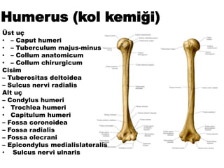Humerus (kol kemiği)
Üst uç
• – Caput humeri
• – Tuberculum majus-minus
• – Collum anatomicum
• – Collum chirurgicum
Cisim
– Tuberositas deltoidea
– Sulcus nervi radialis
Alt uç
– Condylus humeri
• Trochlea humeri
• Capitulum humeri
– Fossa coronoidea
– Fossa radialis
– Fossa olecrani
– Epicondylus medialislateralis
• Sulcus nervi ulnaris
 
