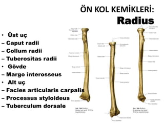 ÖN KOL KEMİKLERİ:
Radius
• Üst uç
– Caput radii
– Collum radii
– Tuberositas radii
• Gövde
– Margo interosseus
• Alt uç
– Facies articularis carpalis
– Processus styloideus
– Tuberculum dorsale
 