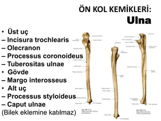 ÖN KOL KEMİKLERİ:
Ulna
• Üst uç
– Incisura trochlearis
– Olecranon
– Processus coronoideus
– Tuberositas ulnae
• Gövde
– Margo interosseus
• Alt uç
– Processus styloideus
– Caput ulnae
(Bilek eklemine katılmaz)
 