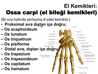 El Kemikleri:
Ossa carpi (el bileği kemikleri)
(İki sıra halinde yerleşmiş 8 adet kemiktir.)
• Proksimal sıra dıştan içe doğru;
– Os scaphoideum
– Os lunatum
– Os triquetrum
– Os pisiforme
• Distal sıra, dıştan içe doğru;
– Os trapezium
– Os trapezoideum
– Os capitatum
– Os hamatum
 