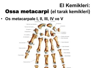 El Kemikleri:
Ossa metacarpi (el tarak kemikleri)
• Os metacarpale I, II, III, IV ve V
 