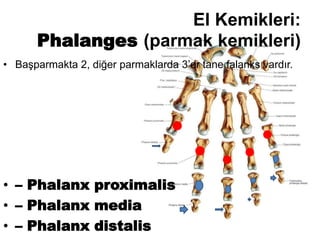 El Kemikleri:
Phalanges (parmak kemikleri)
• Başparmakta 2, diğer parmaklarda 3’er tane falanks vardır.
• – Phalanx proximalis
• – Phalanx media
• – Phalanx distalis
●
● ● ●
●
 