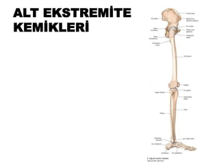ALT EKSTREMİTE
KEMİKLERİ
 