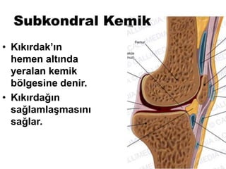 Subkondral Kemik
• Kıkırdak’ın
hemen altında
yeralan kemik
bölgesine denir.
• Kıkırdağın
sağlamlaşmasını
sağlar.
 