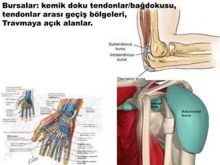 Bursalar: kemik doku tendonlar/bağdokusu,
tendonlar arası geçiş bölgeleri,
Travmaya açık alanlar.
 