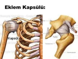 Eklem Kapsülü:
 