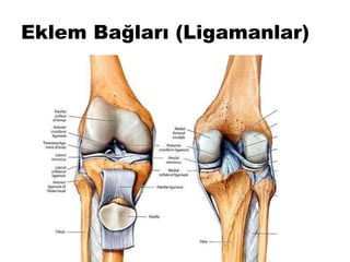 Eklem Bağları (Ligamanlar)
 