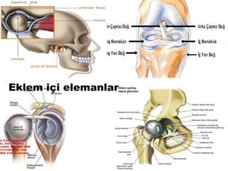 Eklem içi elemanlar
 