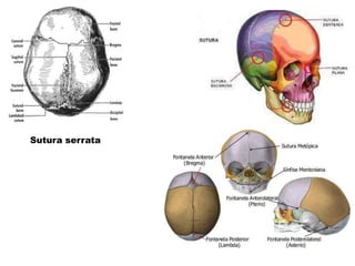 Sutura serrata
 