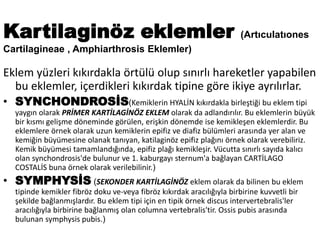 Kartilaginöz eklemler (Artıculatıones
Cartilagineae , Amphiarthrosis Eklemler)
Eklem yüzleri kıkırdakla örtülü olup sınırlı hareketler yapabilen
bu eklemler, içerdikleri kıkırdak tipine göre ikiye ayrılırlar.
• SYNCHONDROSİS(Kemiklerin HYALİN kıkırdakla birleştiği bu eklem tipi
yaygın olarak PRİMER KARTİLAGİNÖZ EKLEM olarak da adlandırılır. Bu eklemlerin büyük
bir kısmı gelişme döneminde görülen, erişkin dönemde ise kemikleşen eklemlerdir. Bu
eklemlere örnek olarak uzun kemiklerin epifiz ve diafiz bülümleri arasında yer alan ve
kemiğin büyümesine olanak tanıyan, katilaginöz epifiz plağını örnek olarak verebiliriz.
Kemik büyümesi tamamlandığında, epifiz plağı kemikleşir. Vücutta sınırlı sayıda kalıcı
olan synchondrosis'de bulunur ve 1. kaburgayı sternum'a bağlayan CARTİLAGO
COSTALİS buna örnek olarak verilebilinir.)
• SYMPHYSİS (SEKONDER KARTİLAGİNÖZ eklem olarak da bilinen bu eklem
tipinde kemikler fibröz doku ve-veya fibröz kıkırdak aracılığıyla birbirine kuvvetli bir
şekilde bağlanmışlardır. Bu eklem tipi için en tipik örnek discus intervertebralis'ler
aracılığıyla birbirine bağlanmış olan columna vertebralis'tir. Ossis pubis arasında
bulunan symphysis pubis.)
 