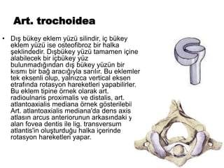 Art. trochoidea
• Dış bükey eklem yüzü silindir, iç bükey
eklem yüzü ise osteofibroz bir halka
şeklindedir. Dışbükey yüzü tamamen içine
alabilecek bir içbükey yüz
bulunmadığından dış bükey yüzün bir
kısmı bir bağ aracığıyla sarılır. Bu eklemler
tek eksenli olup, yalnızca vertical eksen
etrafında rotasyon hareketleri yapabilirler.
Bu eklem tipine örnek olarak art.
radioulnaris proximalis ve distalis, art.
atlantoaxialis mediana örnek gösterilebilir.
Art. atlantoaxialis mediana'da dens axis,
atlasın arcus anteriorunun arkasındaki yer
alan fovea dentis ile lig. transversum
atlantis'in oluşturduğu halka içerinde
rotasyon hareketleri yapar.
 