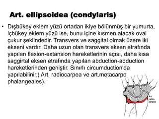 Art. ellipsoidea (condylaris)
• Dışbükey eklem yüzü ortadan ikiye bölünmüş bir yumurta,
içbükey eklem yüzü ise, bunu içine kısmen alacak oval
çukur şeklindedir. Transvers ve saggital olmak üzere iki
ekseni vardır. Daha uzun olan transvers eksen etrafında
yapılan flexion-extansion hareketlerinin açısı, daha kısa
saggirtal eksen etrafında yapılan abduction-adduction
hareketlerinden geniştir. Sınırlı circumduction'da
yapılabilinir.( Art. radiocarpea ve art.metacarpo
phalangeales).
 