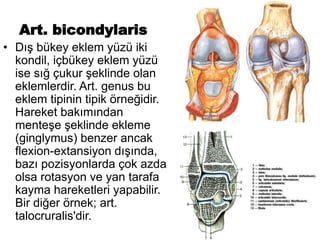 Art. bicondylaris
• Dış bükey eklem yüzü iki
kondil, içbükey eklem yüzü
ise sığ çukur şeklinde olan
eklemlerdir. Art. genus bu
eklem tipinin tipik örneğidir.
Hareket bakımından
menteşe şeklinde ekleme
(ginglymus) benzer ancak
flexion-extansiyon dışında,
bazı pozisyonlarda çok azda
olsa rotasyon ve yan tarafa
kayma hareketleri yapabilir.
Bir diğer örnek; art.
talocruralis'dir.
 