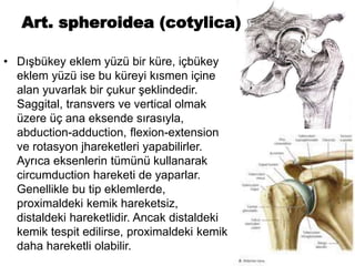 Art. spheroidea (cotylica)
• Dışbükey eklem yüzü bir küre, içbükey
eklem yüzü ise bu küreyi kısmen içine
alan yuvarlak bir çukur şeklindedir.
Saggital, transvers ve vertical olmak
üzere üç ana eksende sırasıyla,
abduction-adduction, flexion-extension
ve rotasyon jhareketleri yapabilirler.
Ayrıca eksenlerin tümünü kullanarak
circumduction hareketi de yaparlar.
Genellikle bu tip eklemlerde,
proximaldeki kemik hareketsiz,
distaldeki hareketlidir. Ancak distaldeki
kemik tespit edilirse, proximaldeki kemik
daha hareketli olabilir.
 