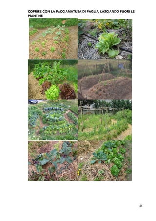 COPRIRE CON LA PACCIAMATURA DI PAGLIA, LASCIANDO FUORI LE
PIANTINE
10	
  
 