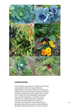 12	
  
CONSOCIAZIONI
Con il termine consociazione si intende la coltivazione
contemporanea di diversi ortaggi sullo stesso
appezzamento. Tale tecnica consente di valorizzare le
complesse interazioni esistenti tra le piante. Grazie alle
particolari caratteristiche degli essudati radicali, delle
resine e degli olii essenziali prodotti, alcune piante
sono in grado di stimolare, o in qualche caso di
reprimere, lo sviluppo delle specie vegetali che
crescono nelle loro immediate vicinanze, di
allontanare insetti dannosi o attrarre quelli utili. Il
principio della coltivazione mista è stato introdotto in
agricoltura sulla base di quello che avviene in natura.
 