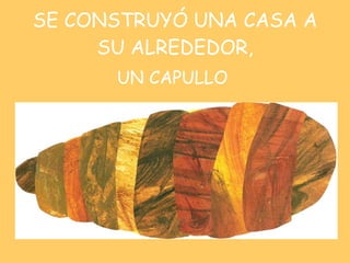 SE CONSTRUYÓ UNA CASA A SU ALREDEDOR, UN CAPULLO 
