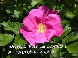Desejo a Você um LINDO e ABENÇOADO DIA!!!  