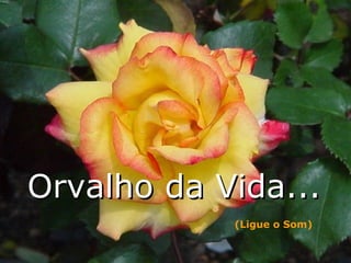 Orvalho da Vida... (Ligue o Som) 