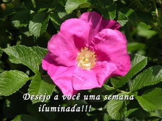 Desejo a você uma semana iluminada!!!  