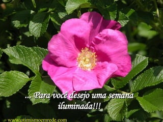 ... Para você desejo uma semana iluminada!!! www.otimismoemrede.com 