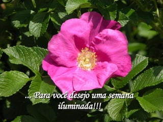 ... Para você desejo uma semana iluminada!!! 