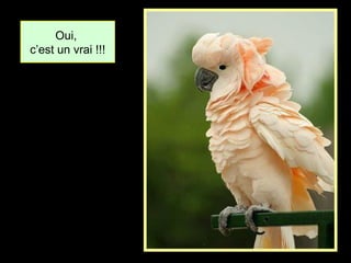 Oui,
c’est un vrai !!!
 