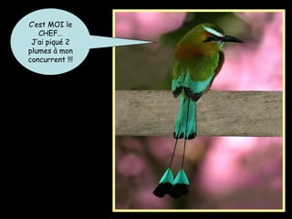C’est MOI le
CHEF…
J’ai piqué 2
plumes à mon
concurrent !!!
 