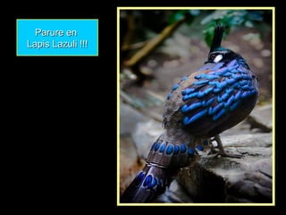 Parure enParure en
Lapis Lazuli !!!Lapis Lazuli !!!
 