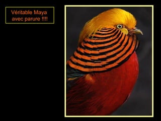 Véritable Maya
avec parure !!!!
 