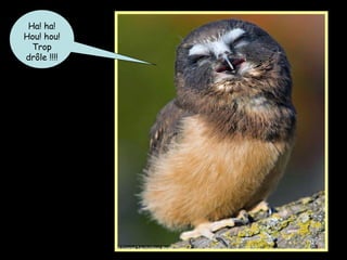 Ha! ha!
Hou! hou!
Trop
drôle !!!!
 