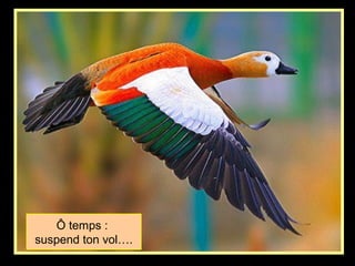 Ô temps :
suspend ton vol….
 